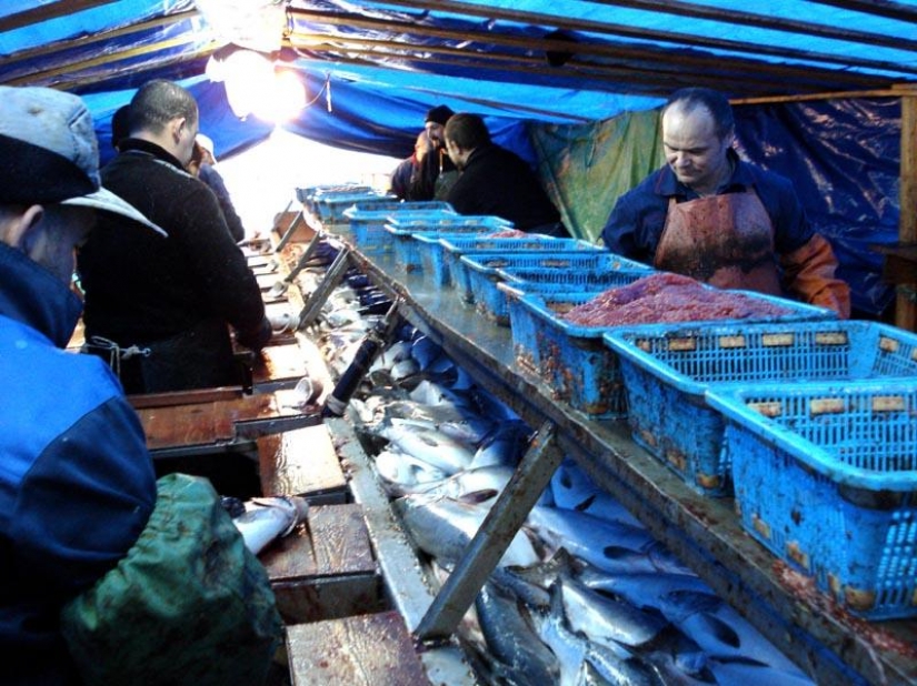 Cómo hacer caviar rojo