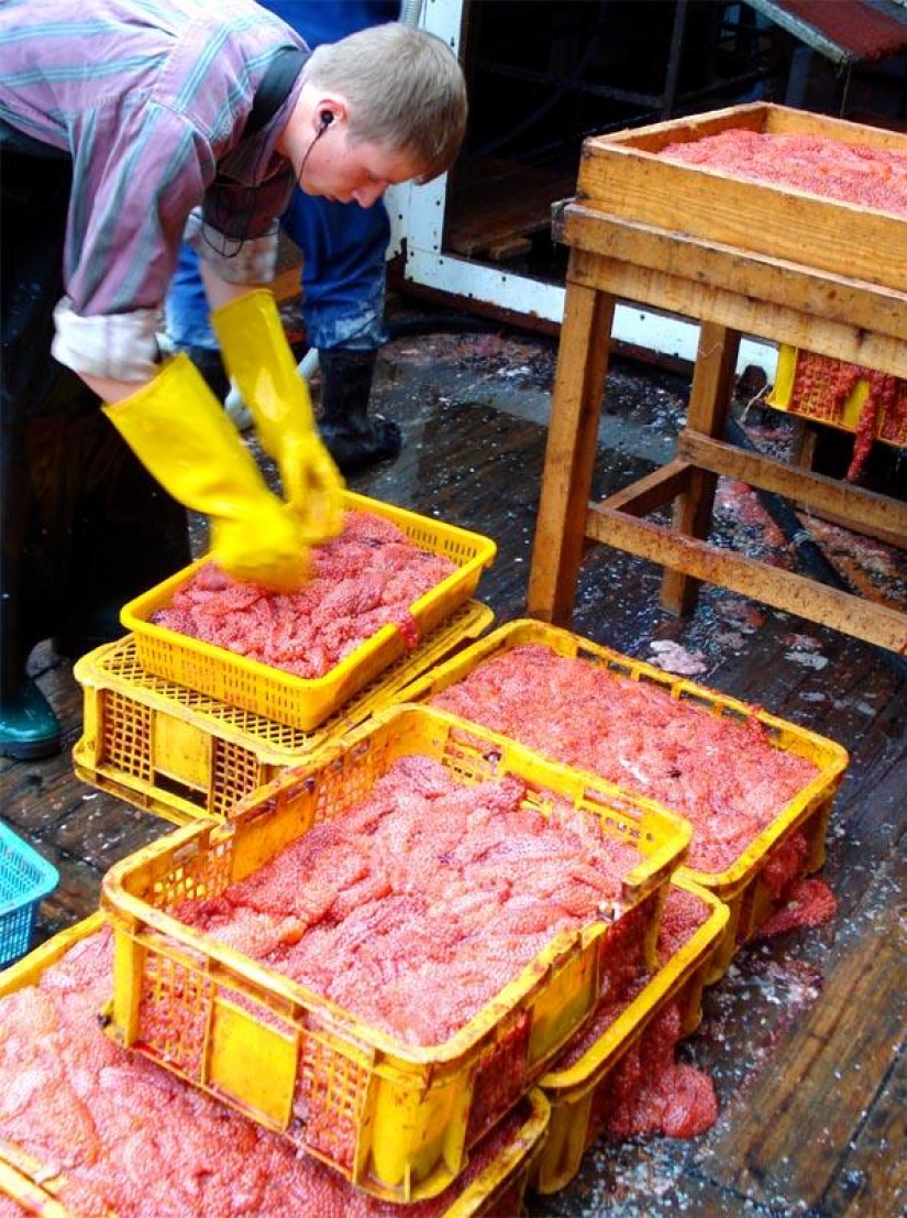 Cómo hacer caviar rojo