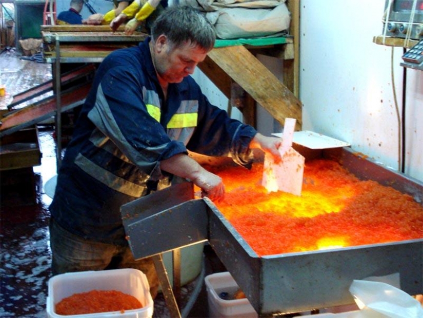 Cómo hacer caviar rojo