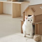 Cómo la caja de TELEVISOR Samsung en el que puedes hacer un gato de la casa