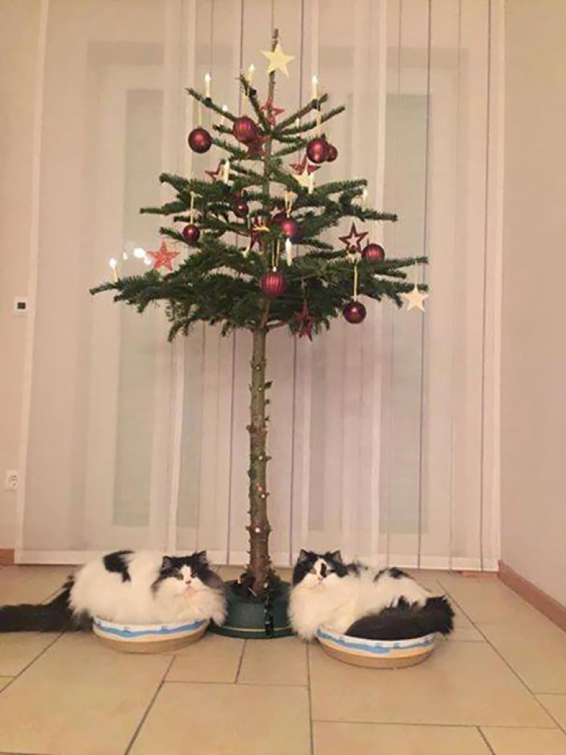 Cómo proteger un árbol de Navidad de los perjudiciales y atrevida Mascotas Cómo proteger un árbol de Navidad de los perjudiciales y atrevida Mascotas