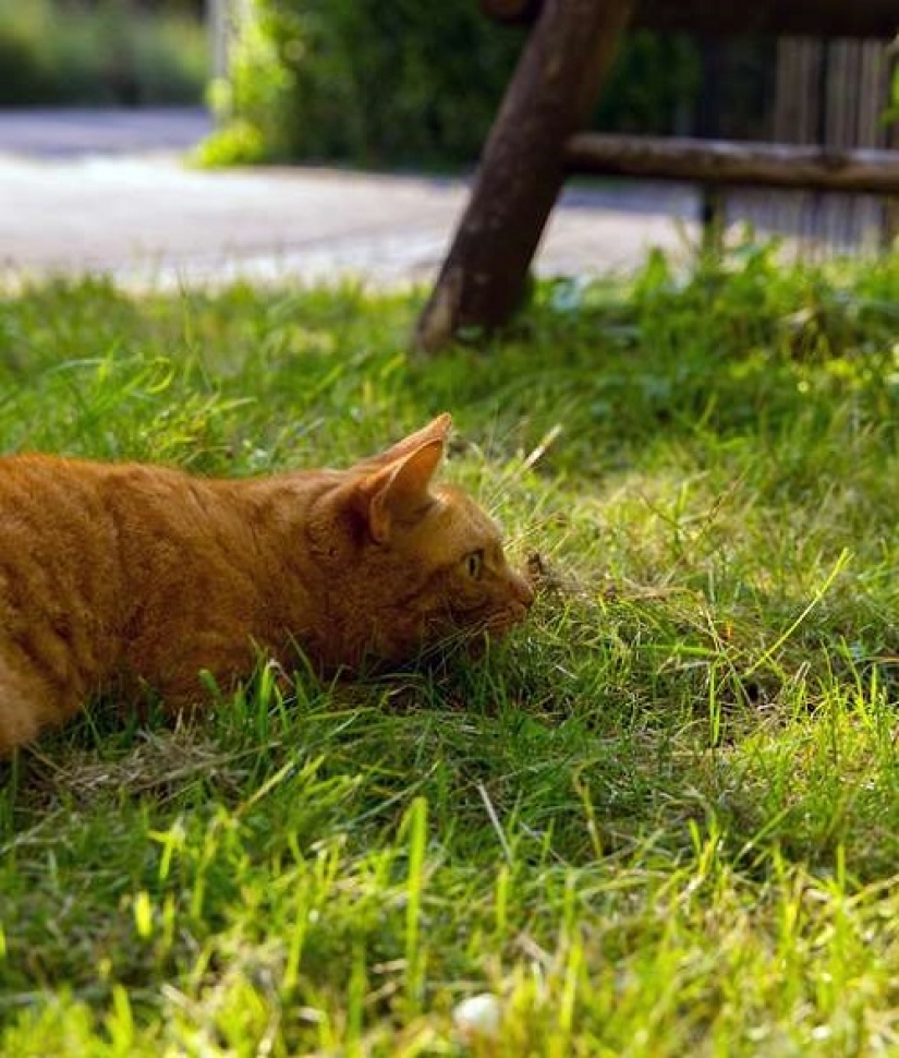Cómo su gato está tratando de hablar con usted