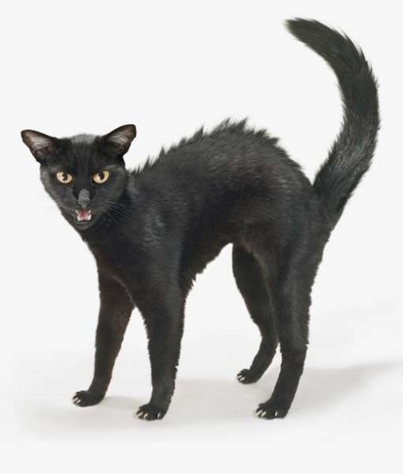 Cómo su gato está tratando de hablar con usted