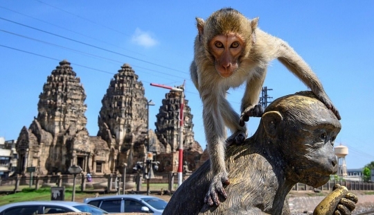 Como agresivo macacos aterrorizar a toda la ciudad en Tailandia Como agresivo macacos aterrorizar a toda la ciudad en Tailandia