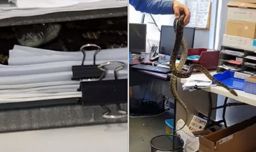 Como Australia Python decidió trabajar en la oficina Como Australia Python decidió trabajar en la oficina