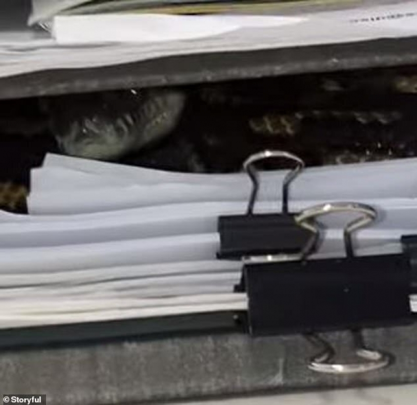 Como Australia Python decidió trabajar en la oficina Como Australia Python decidió trabajar en la oficina