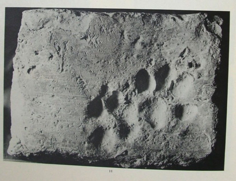 Como los gatos en la historia, el patrimonio