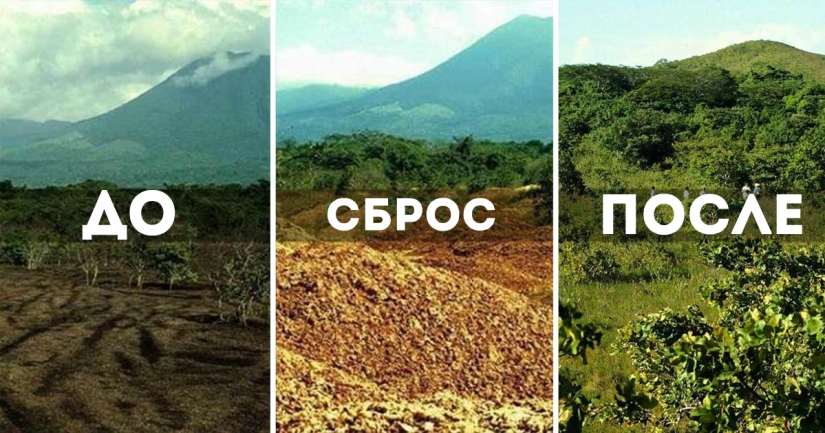 Como un montón de cáscaras de naranja cambiado el ecosistema en América Central