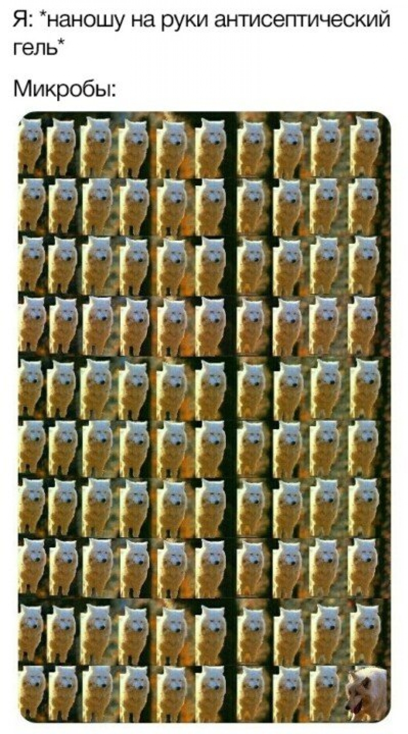 Cuando hice el meme acerca de la risa de los lobos