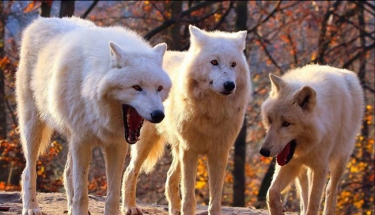 Cuando hice el meme acerca de la risa de los lobos