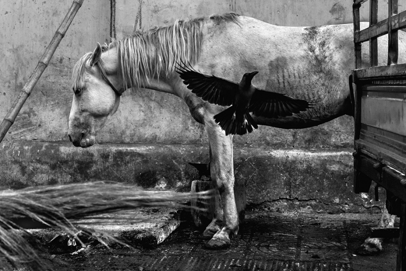 Cuerpo oscuro: la triste historia de la mejor blanco y negro con imágenes de todo el mundo