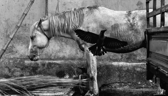 Cuerpo oscuro: la triste historia de la mejor blanco y negro con imágenes de todo el mundo Cuerpo oscuro: la triste historia de la mejor blanco y negro con imágenes de todo el mundo