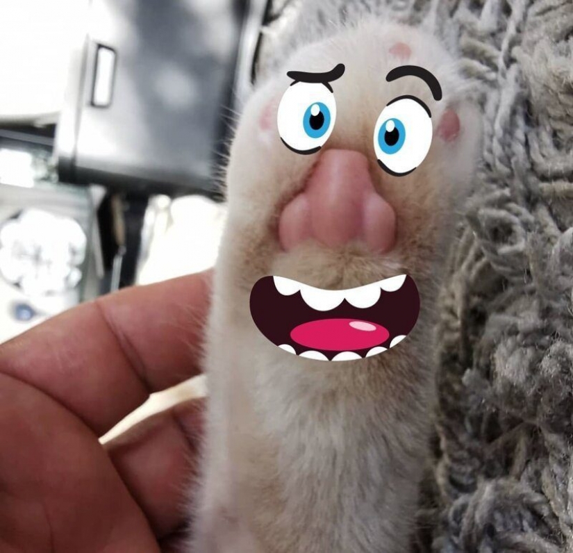 ¿Cuál es la pata del gato? La red es el más lindo de la flash mob del año ¿Cuál es la pata del gato? La red es el más lindo de la flash mob del año