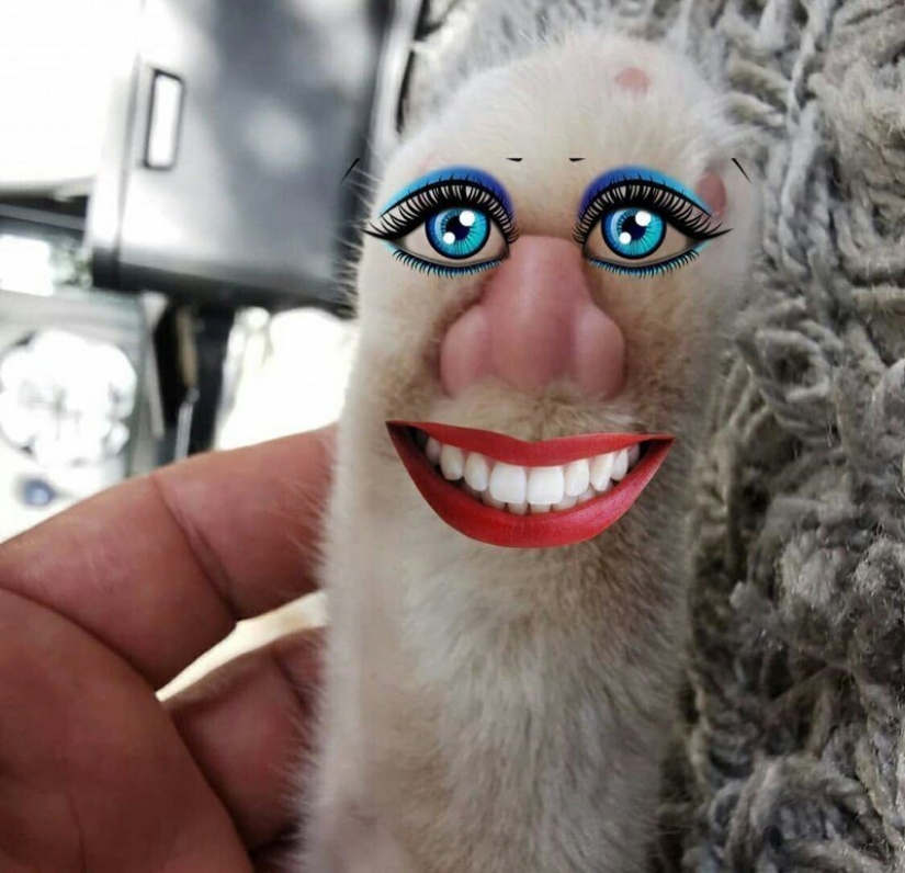 ¿Cuál es la pata del gato? La red es el más lindo de la flash mob del año ¿Cuál es la pata del gato? La red es el más lindo de la flash mob del año