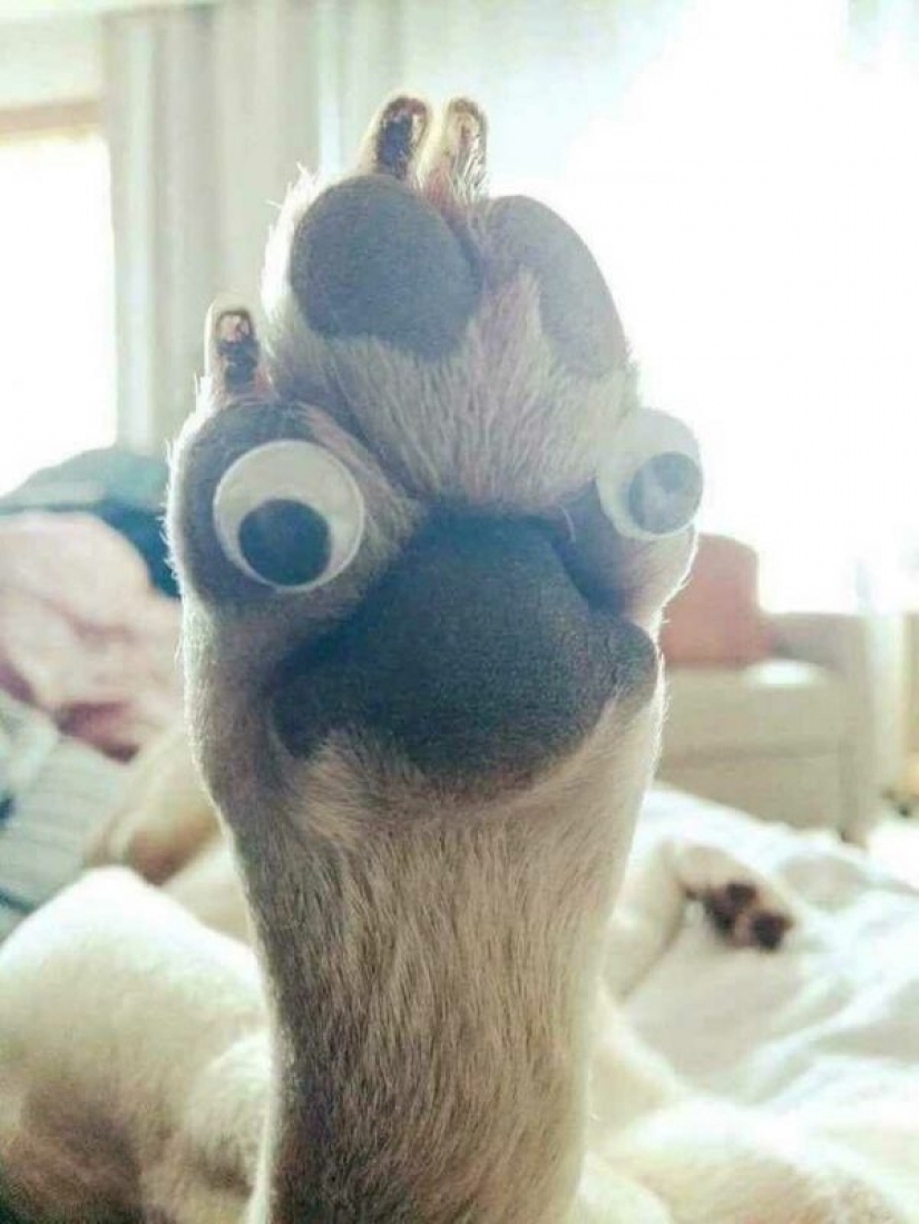 ¿Cuál es la pata del gato? La red es el más lindo de la flash mob del año ¿Cuál es la pata del gato? La red es el más lindo de la flash mob del año