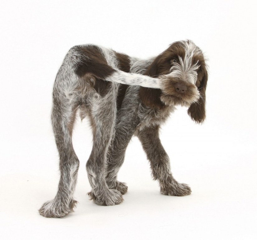 Cute Pets adorable photos by Mark Taylor