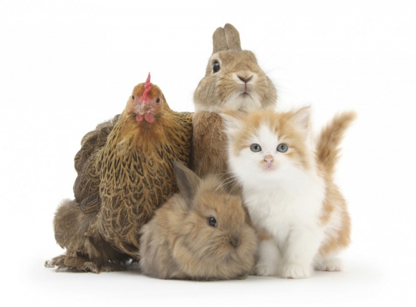 Cute Pets adorable photos by Mark Taylor