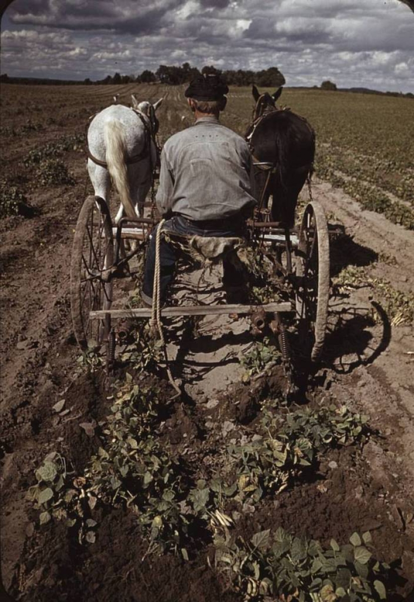 De los caballos de Ford: como un "domesticados" Salvaje Oeste