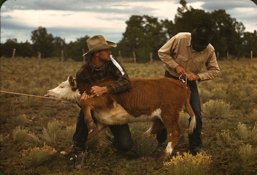 De los caballos de Ford: como un "domesticados" Salvaje Oeste