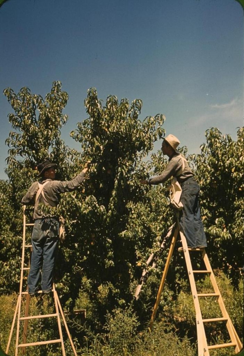 De los caballos de Ford: como un "domesticados" Salvaje Oeste