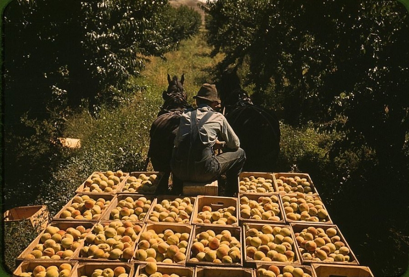 De los caballos de Ford: como un "domesticados" Salvaje Oeste