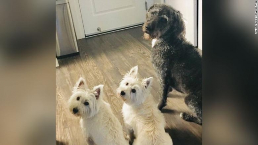 Dead water: four dogs died in front of the confused hosts after swimming in toxic lake