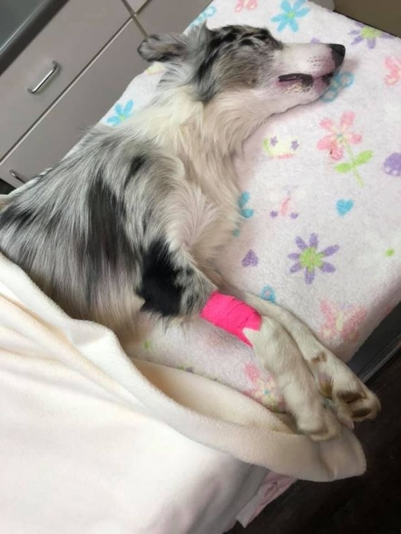 Dead water: four dogs died in front of the confused hosts after swimming in toxic lake