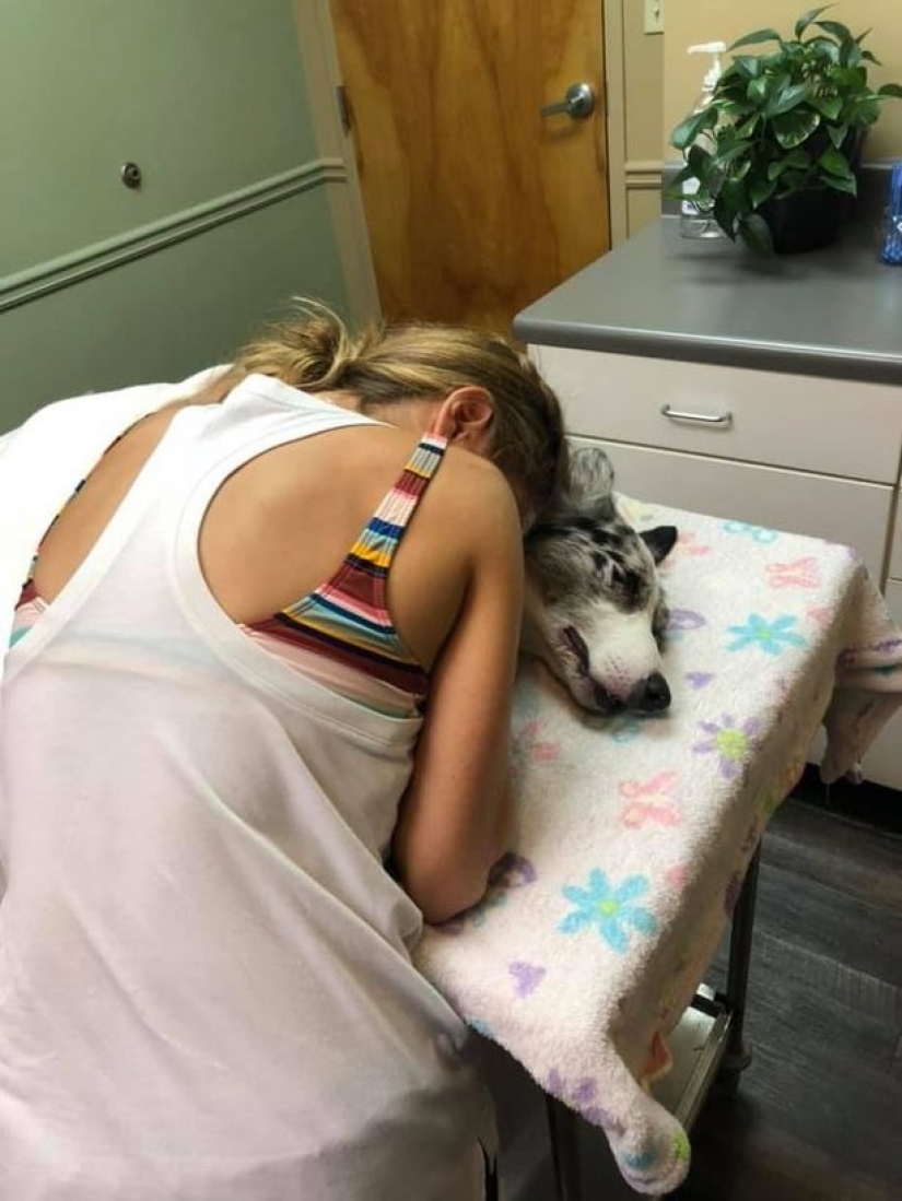 Dead water: four dogs died in front of the confused hosts after swimming in toxic lake