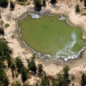 Desastre en Botswana: por alguna extraña razón por la que mató a más de 350 elefantes