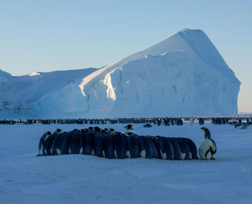 Detailed instructions: how to get into a polar expedition to Antarctica