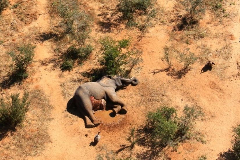 Disaster in Botswana: for some strange reason it killed more than 350 elephants Disaster in Botswana: for some strange reason it killed more than 350 elephants