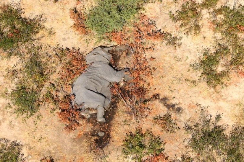 Disaster in Botswana: for some strange reason it killed more than 350 elephants Disaster in Botswana: for some strange reason it killed more than 350 elephants