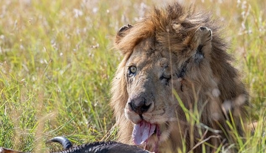 Disney Scar there: a photographer found the one-eyed lion in Kenya Disney Scar there: a photographer found the one-eyed lion in Kenya