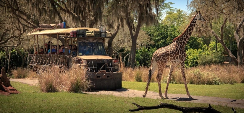 Disneyland — the magical world where adults turn into children Disneyland — the magical world where adults turn into children