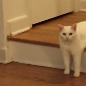 Divertido encaramado en los pasos de un gato se convirtió en un héroe fotozhab