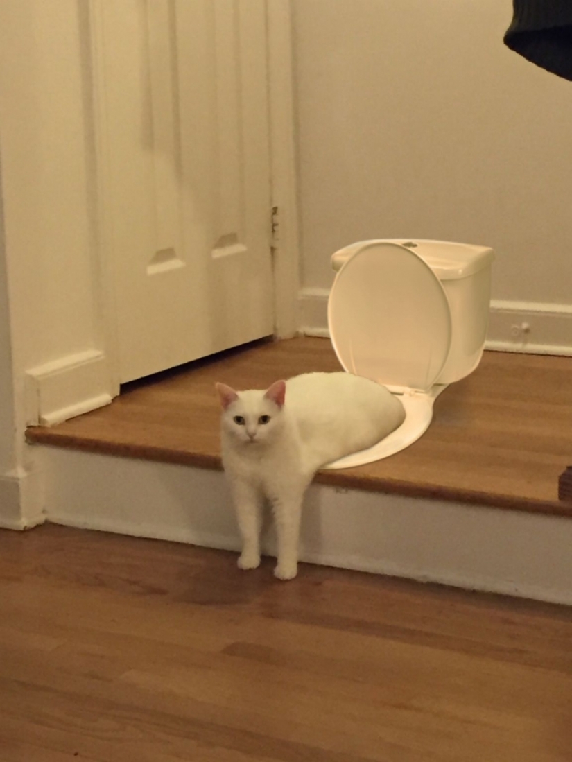 Divertido encaramado en los pasos de un gato se convirtió en un héroe fotozhab Divertido encaramado en los pasos de un gato se convirtió en un héroe fotozhab