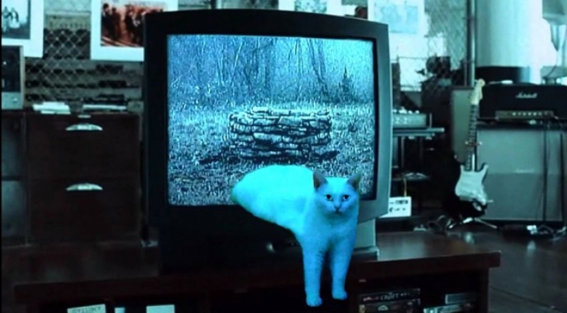 Divertido encaramado en los pasos de un gato se convirtió en un héroe fotozhab Divertido encaramado en los pasos de un gato se convirtió en un héroe fotozhab