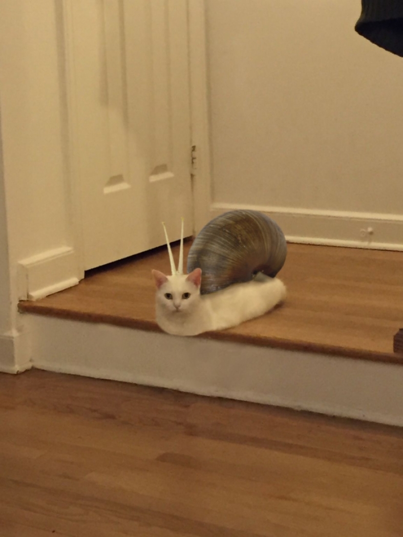 Divertido encaramado en los pasos de un gato se convirtió en un héroe fotozhab Divertido encaramado en los pasos de un gato se convirtió en un héroe fotozhab