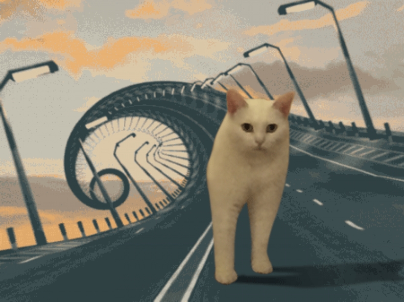 Divertido encaramado en los pasos de un gato se convirtió en un héroe fotozhab Divertido encaramado en los pasos de un gato se convirtió en un héroe fotozhab