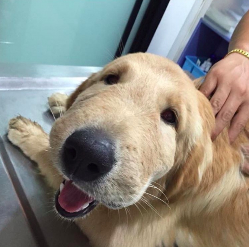 Dog who ate a bee and really regret it