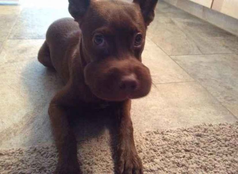 Dog who ate a bee and really regret it