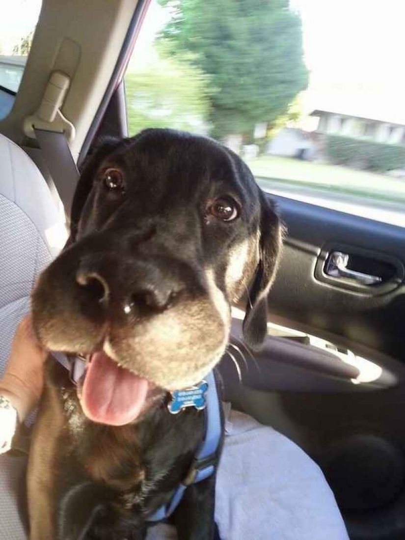 Dog who ate a bee and really regret it