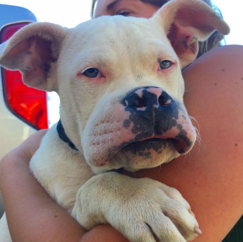 Dog who ate a bee and really regret it