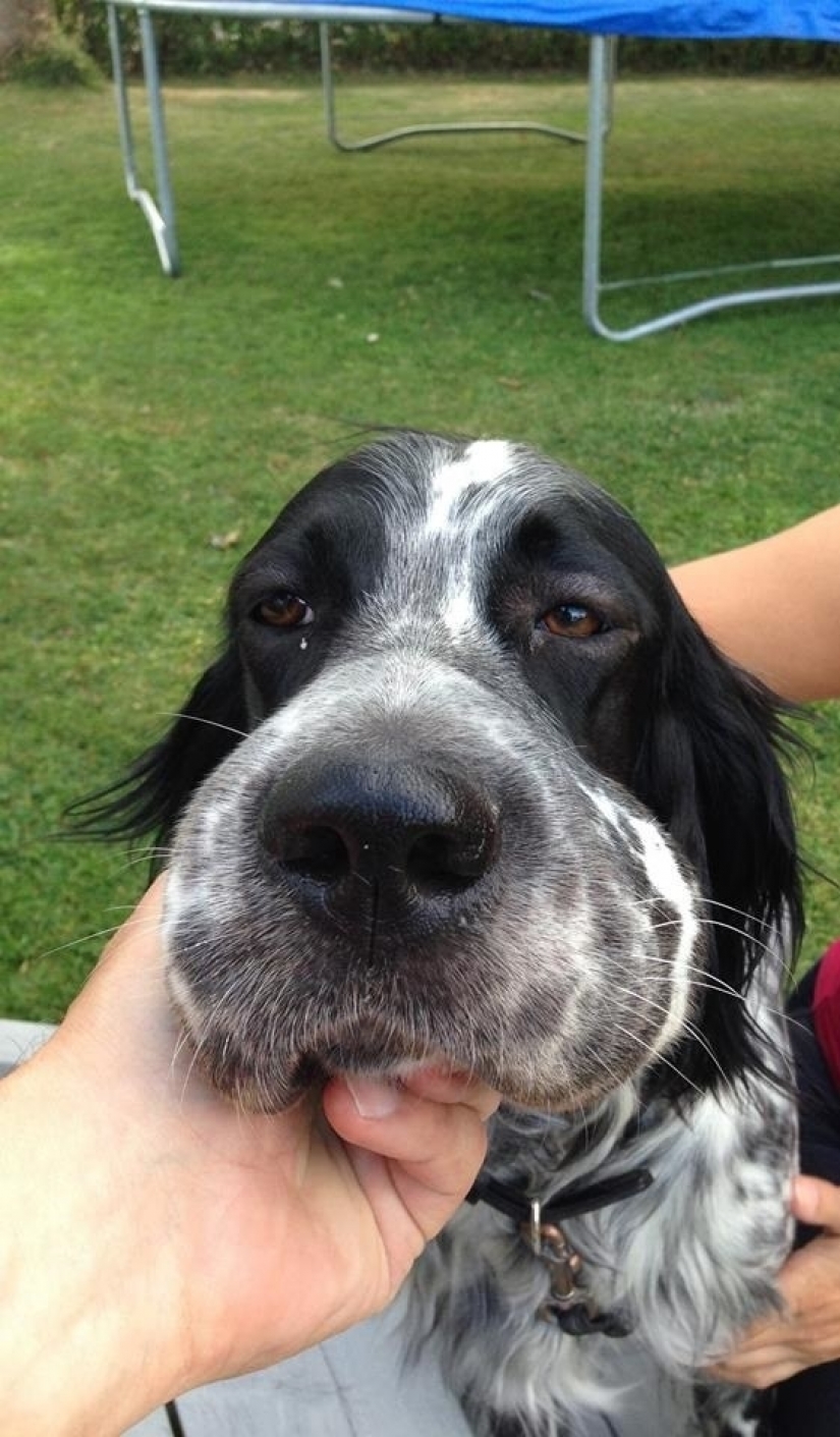 Dog who ate a bee and really regret it