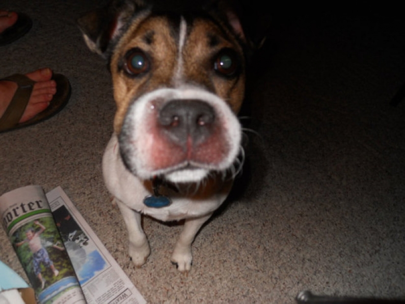 Dog who ate a bee and really regret it