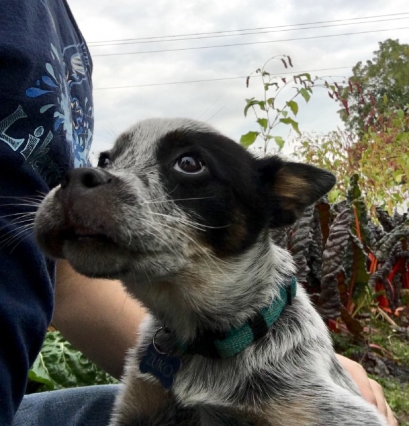 Dog who ate a bee and really regret it