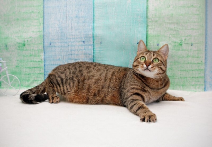 Dogs and cats looking for a home