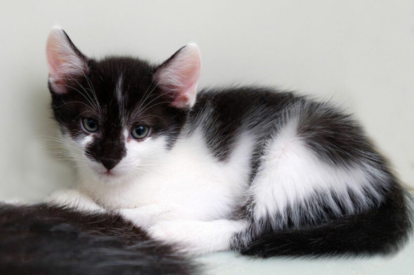 Dogs and cats looking for a home