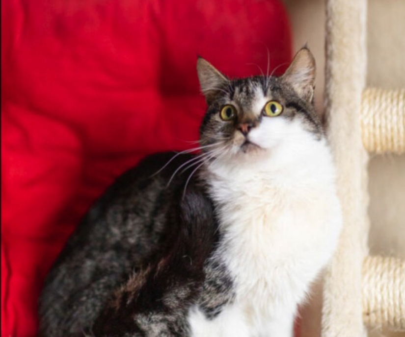 Dogs and cats looking for a home