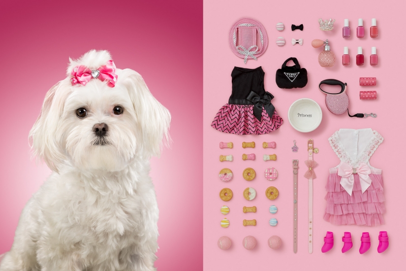 Dogs and their possessions: American revealed the essence of a dog's life
